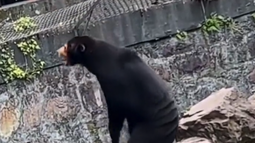VIDEO| Zoológico chino descarta oficialmente que sus osos son personas disfrazadas