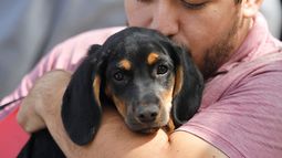 Cuenta regresiva: faltan 22 días para que cierre la inscripción de mascotas por la Ley Cholito