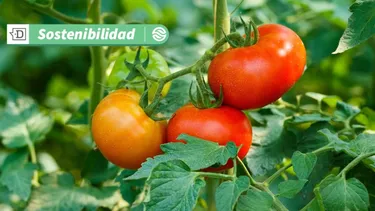 Biotecnología y seguridad alimentaria: Tomate editado genéticamente reduce en un 85% el espacio en cultivos verticales