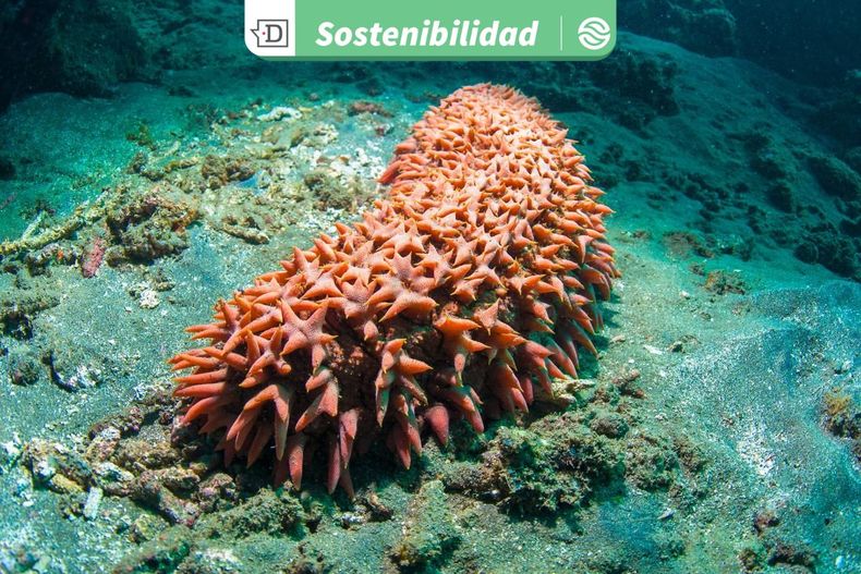 24933 diseno sin titulo 2025 10 28t153505.jpg