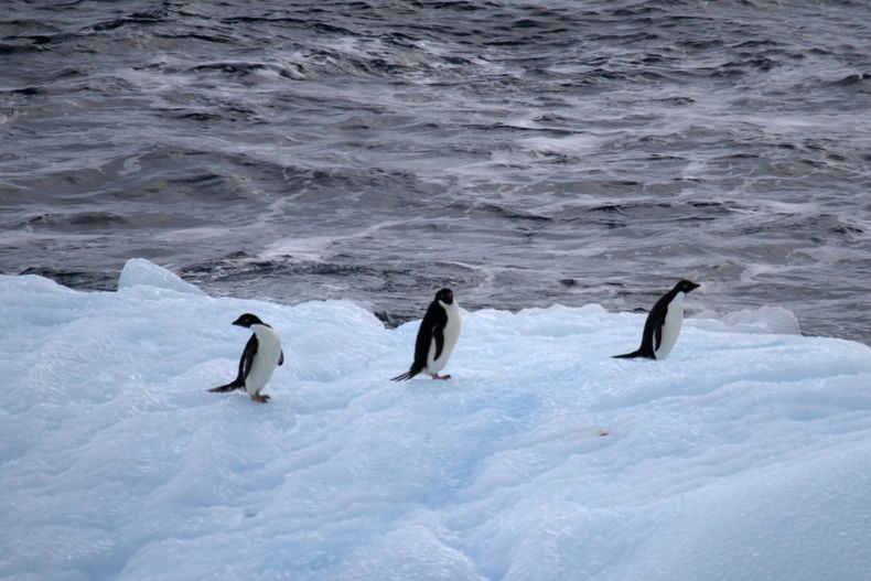 pinguinos adelia.jpeg