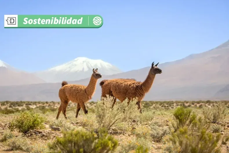 12124 fauna en localidad de ollague.webp