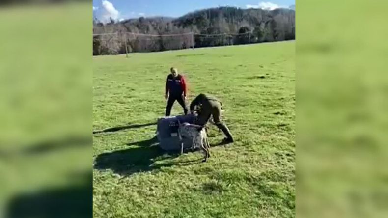 1654624673 villarrica sag interpone denuncia por funcionario que entreg zorro a perros para que lo devoraran.jpg