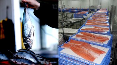 Inician 400 reuniones de negocios para impulsar exportaciones de jurel, choros y salmón