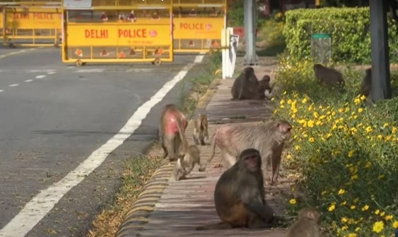 Monos rhesus NOTA.jpg