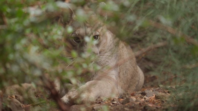 PUMA.jpg