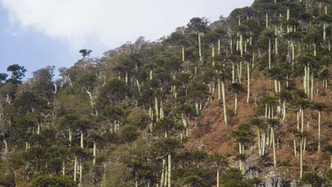 Comunidades mapuche protestan contra tala de 96 araucarias para ruta en Araucanía andina cerca de Parque Conguillio