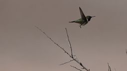 Captan por primera vez a picaflor de Arica tras 10 años sin ser visto en microreserva de Chaca: Solo quedan 400 ejemplares Captan por primera vez a picaflor de Arica tras 10 años sin ser visto en microreserva de Chaca: Solo quedan 400 ejemplares