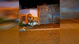VIDEO| Con helicóptero, visor infrarrojo y anestesia: Así atraparon al león que escapó de circo