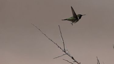 Captan por primera vez a picaflor de Arica tras 10 años sin ser visto en microreserva de Chaca: Solo quedan 400 ejemplares Captan por primera vez a picaflor de Arica tras 10 años sin ser visto en microreserva de Chaca: Solo quedan 400 ejemplares