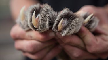 El Desconcierto | puma caza.jpg