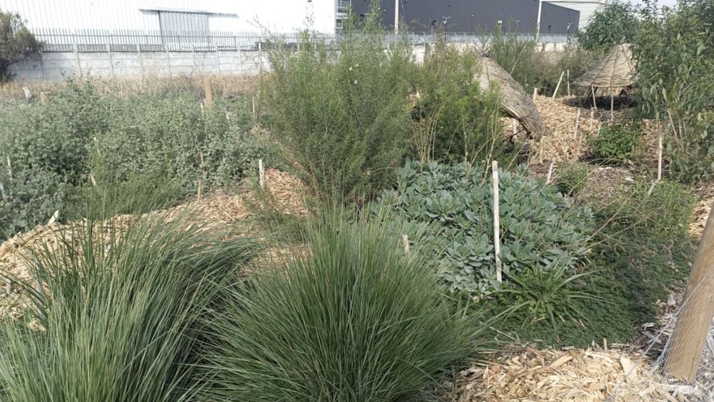 Segunda etapa de plantación en nuevo pulmón verde de Quilicura.&nbsp;