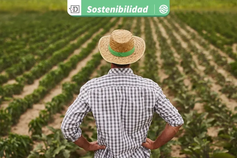 20435 diseno sin titulo 2025 08 07t124624.webp