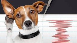 Experta entrega recomendaciones: ¿Cómo cuidar a las mascotas ante futuras réplicas y movimientos telúricos?