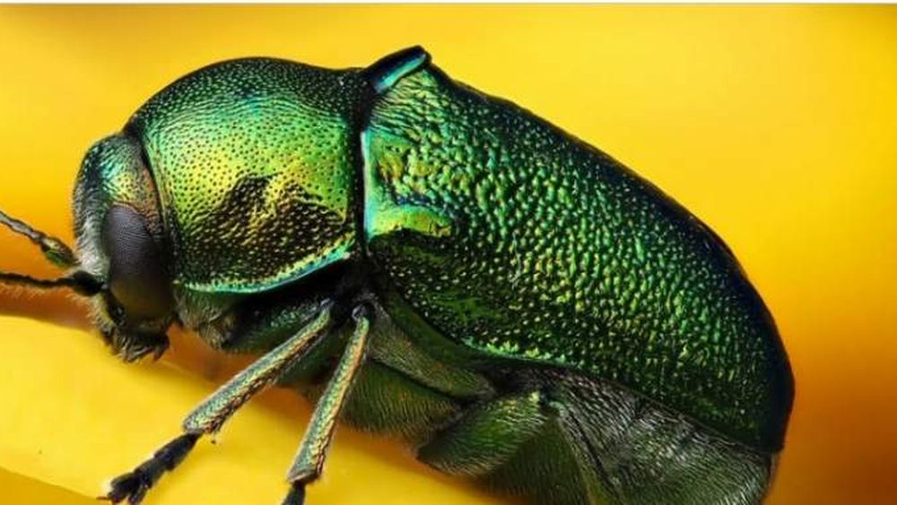 ¿Peligra la vida en la Tierra a causa de la pérdida de insectos?
