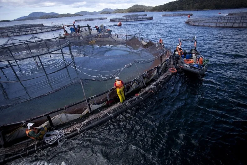 29196 salmoneras.webp
