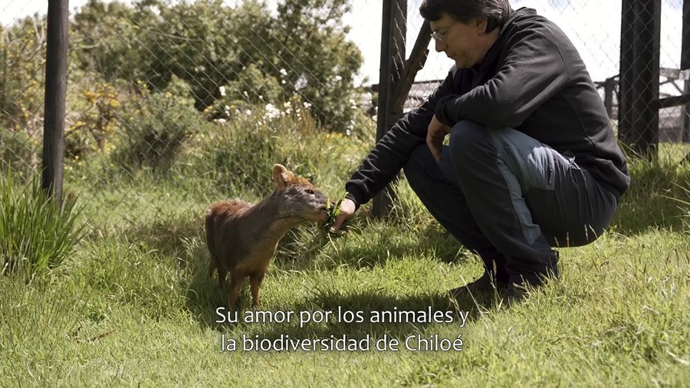 Dr. Pudú: Veterinario y rehabilitador de fauna chilota llega al Gobierno Regional como Consejero