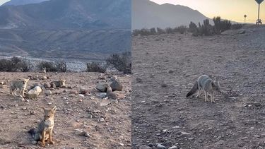 Denuncian que alimentar a la fauna cambió el comportamiento de los zorros chilla en Atacama
