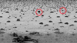 Nuevo ataque de perro a un guanaco en Pan de Azúcar: llaman a cambiar normativa