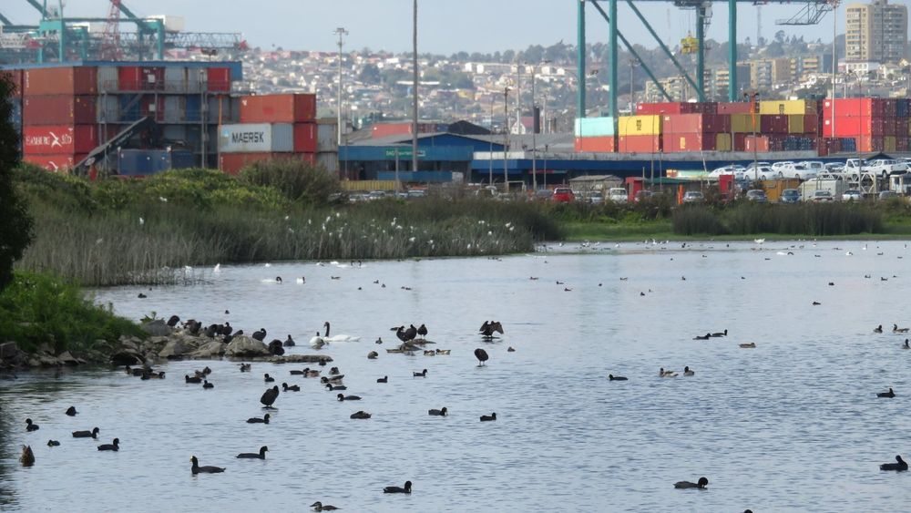 Medio ambiente vs Crecimiento económico: caso lagunas de Llolleo - humedal Ojos de Mar