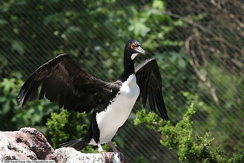 800px Phalacrocorax_bougainvillii_1zz 1.jpg