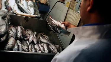 Cómo salvar a la merluza común: Las 5 medidas propuestas por la pesca artesanal para enfrentar la escasez