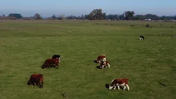 Lanzan campaña para comprometer a candidatos del Congreso a tramitar leyes por los animales