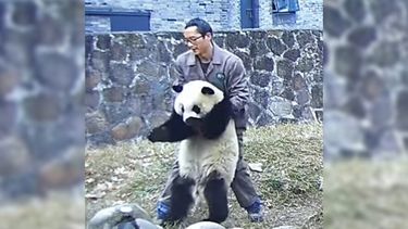 El Desconcierto | 19 153927_q2yu_Panda maniobra de Heimlich YT 880x500 1.jpeg