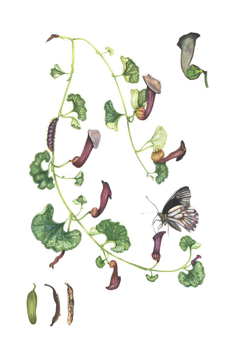 Oreja de zorro, Aristolochia chilensis - Libro sobre plantas nativas de Chile