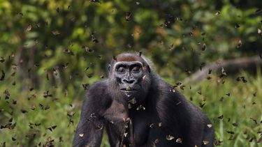 El Desconcierto | Grand_Prize_ANUP_SHAH 1.jpg