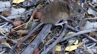 Hanta: Alertan por traslado de ratón de cola larga a zonas urbanas tras incendios