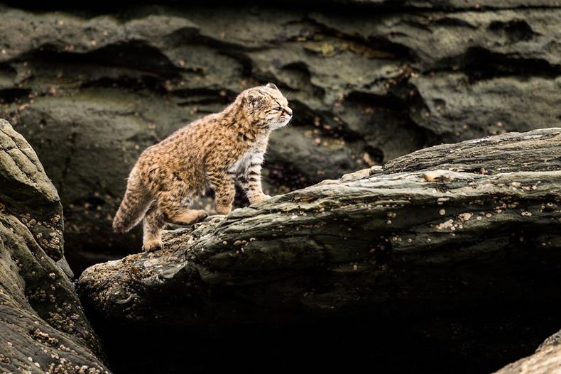Gato guiña, nativo de Chile. La especie está siendo afectada por enfermedades contagiadas por perros y gatos.&nbsp;