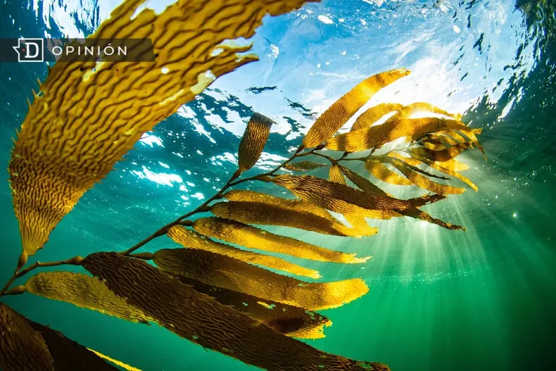 10581 imagen de algas bajo el mar.webp