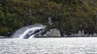 El Desconcierto | IMG_6284 copy.jpg