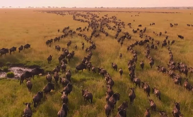 La Gra Migración de África afectada por la crisis climática - Captura de video