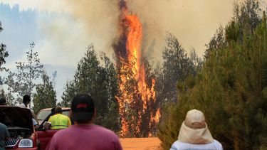 Startup ofrece 1000 atenciones psicológicas gratis para afectados por los incendios