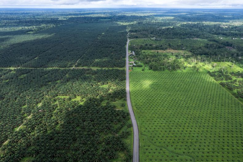 9685 deforestacion.jpg