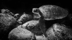 De Galápagos a Atacama: Las particularidades de las tortugas verdes en Bahía Chascos