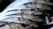 Sobreexplotación amenaza la pesca de merluza austral.&nbsp;