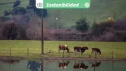 hacia menores emisiones de metano en brasil: la ganaderia sustentable es crucial para atenuar el calentamiento global