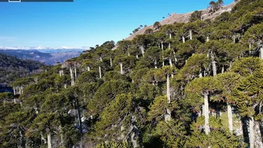 Bosque nativo: Propuestas urgentes para un nuevo gobierno y un nuevo modelo forestal para Chile