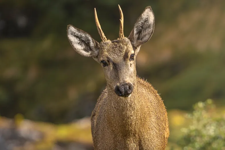 20855 huemulchuilenoefe.webp