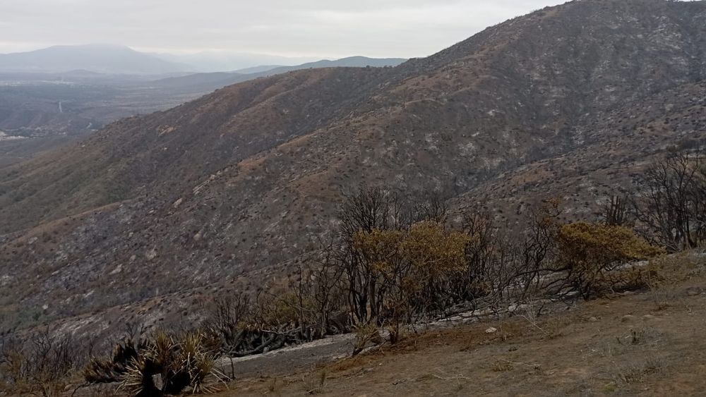 Tragedia ambiental: Se pierden inexplorados árboles centenarios por incendios en Papudo