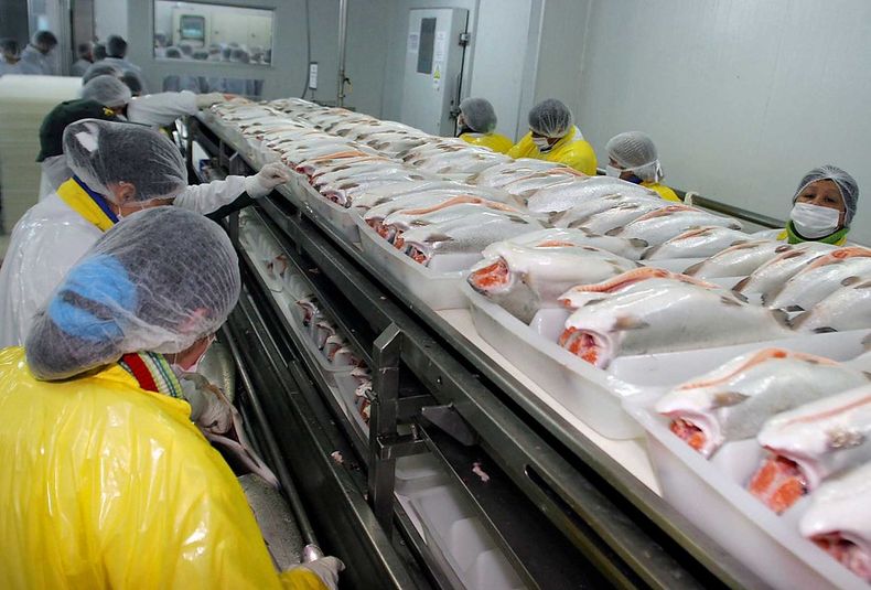 salmones_a1_4.jpg