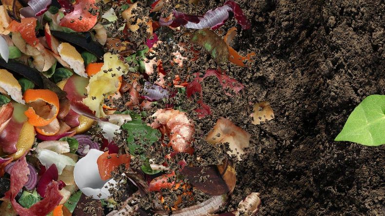 compost 1.jpg