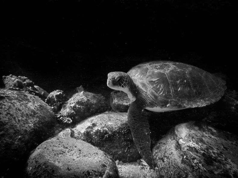 Tortuga verde Catalina Velasco 1 1 scaled.jpeg