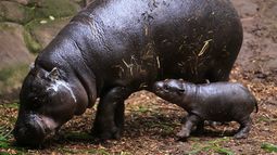 Colombia declara especie invasora a los hipopótamos de Pablo Escobar