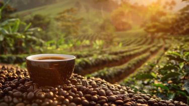 Existen certificaciones del café como Rainforest Alliance y Fairtrade. Chile, sin cultivo propio, apuesta por tueste ecológico, comercio justo y circularidad.