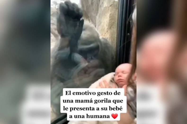 video encuentro de dos mundos mama humana y gorila se muestran a hijos recien nacidos e1695243811302.jpeg