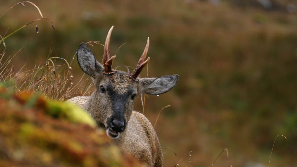 OPINIÓN | Servicio de Biodiversidad y Áreas Protegidas (SBAP): Un paso necesario para la protección del Patrimonio Natural de Chile